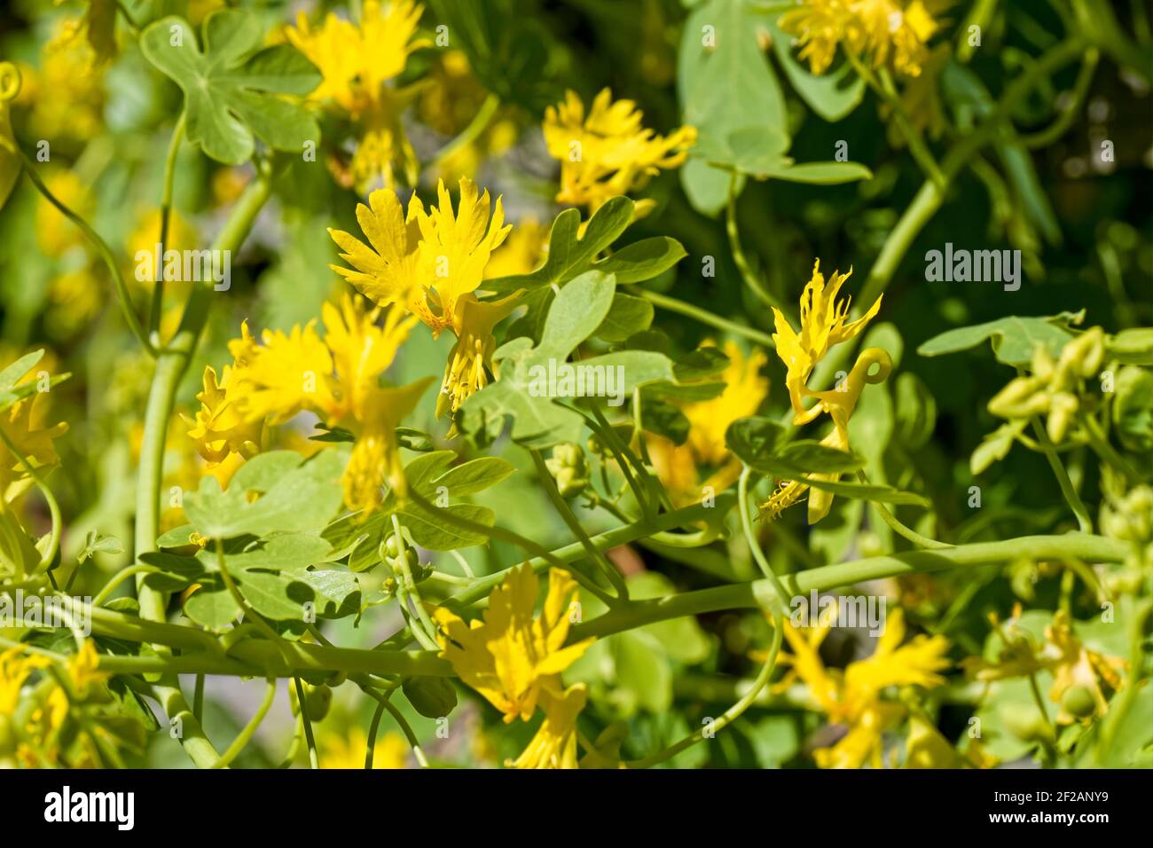 Canary Creeper Tropaeolum peregrinum fleurs jaunes Banque D'Images