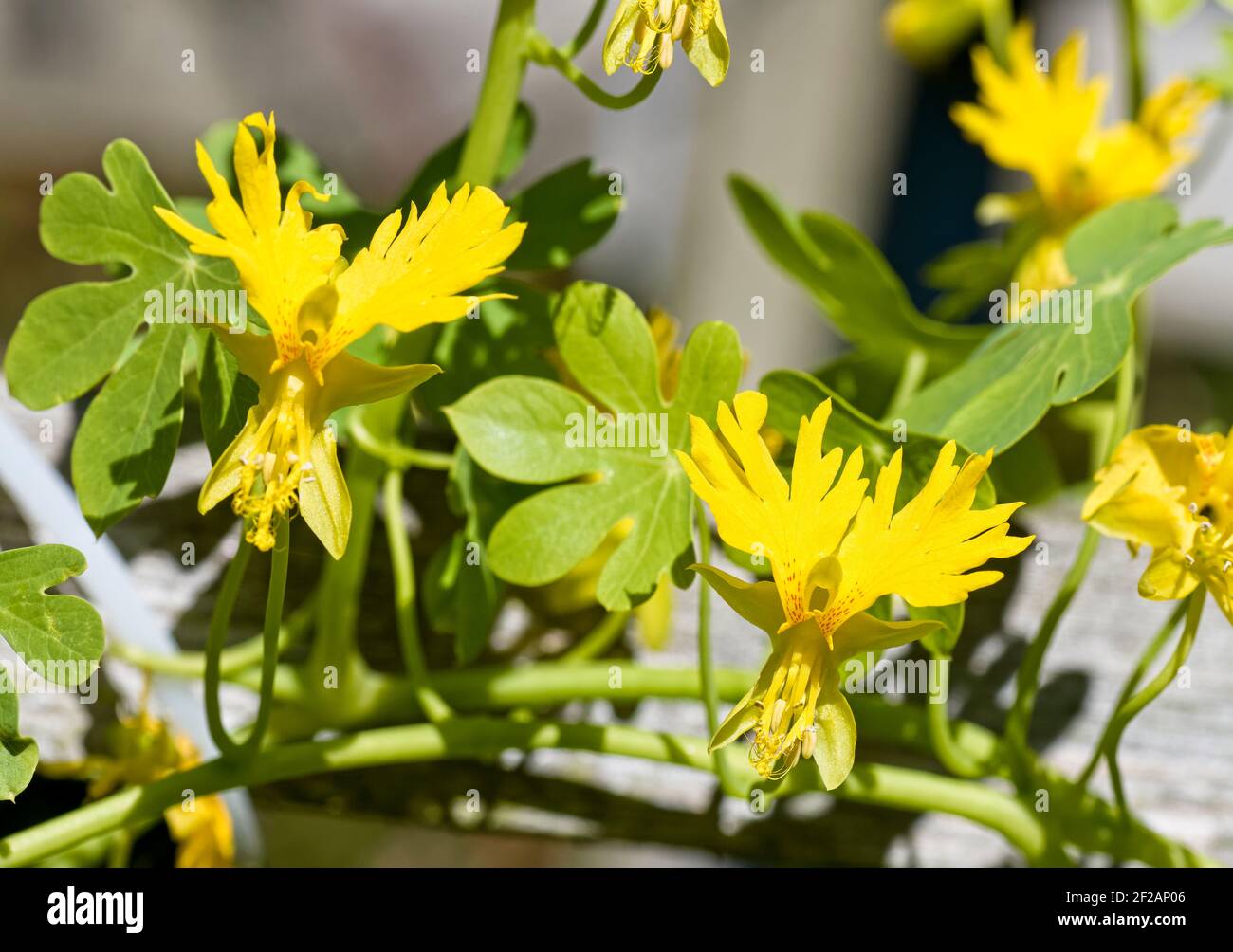 Canary Creeper Tropaeolum peregrinum fleurs jaunes Banque D'Images
