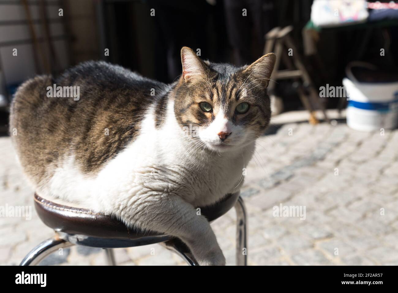 Chat de tabby obèse assis à un tabouret à l'extérieur dans un jour ensoleillé, regardant la lentille. Prise de vue en plein air par temps ensoleillé dans une rue pavée. Banque D'Images