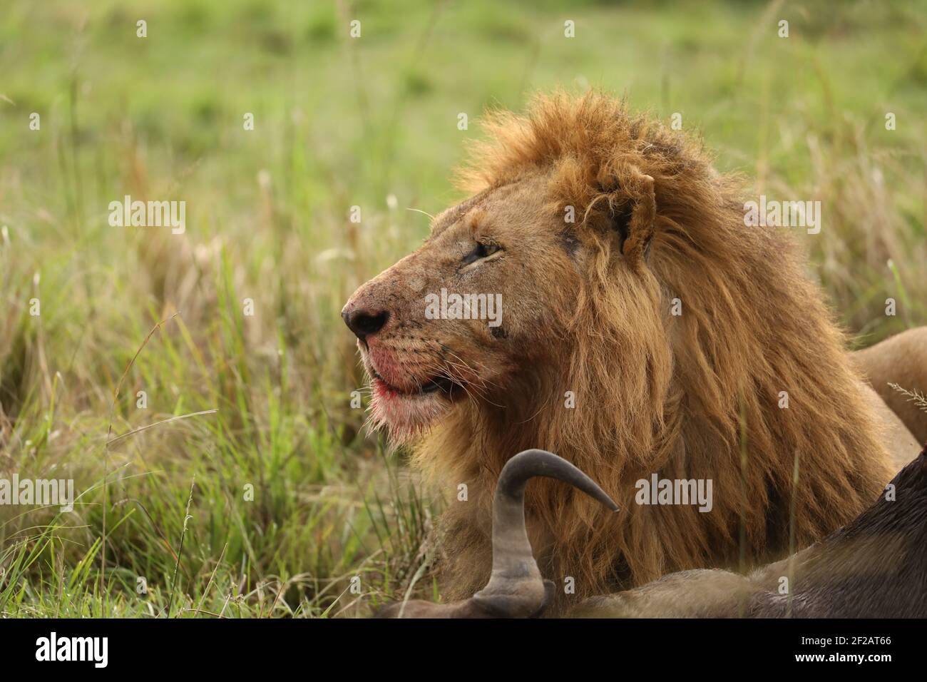 Un gros plan d'un lion avec une bouche sanglante couché à côté de sa mort fraîche Banque D'Images