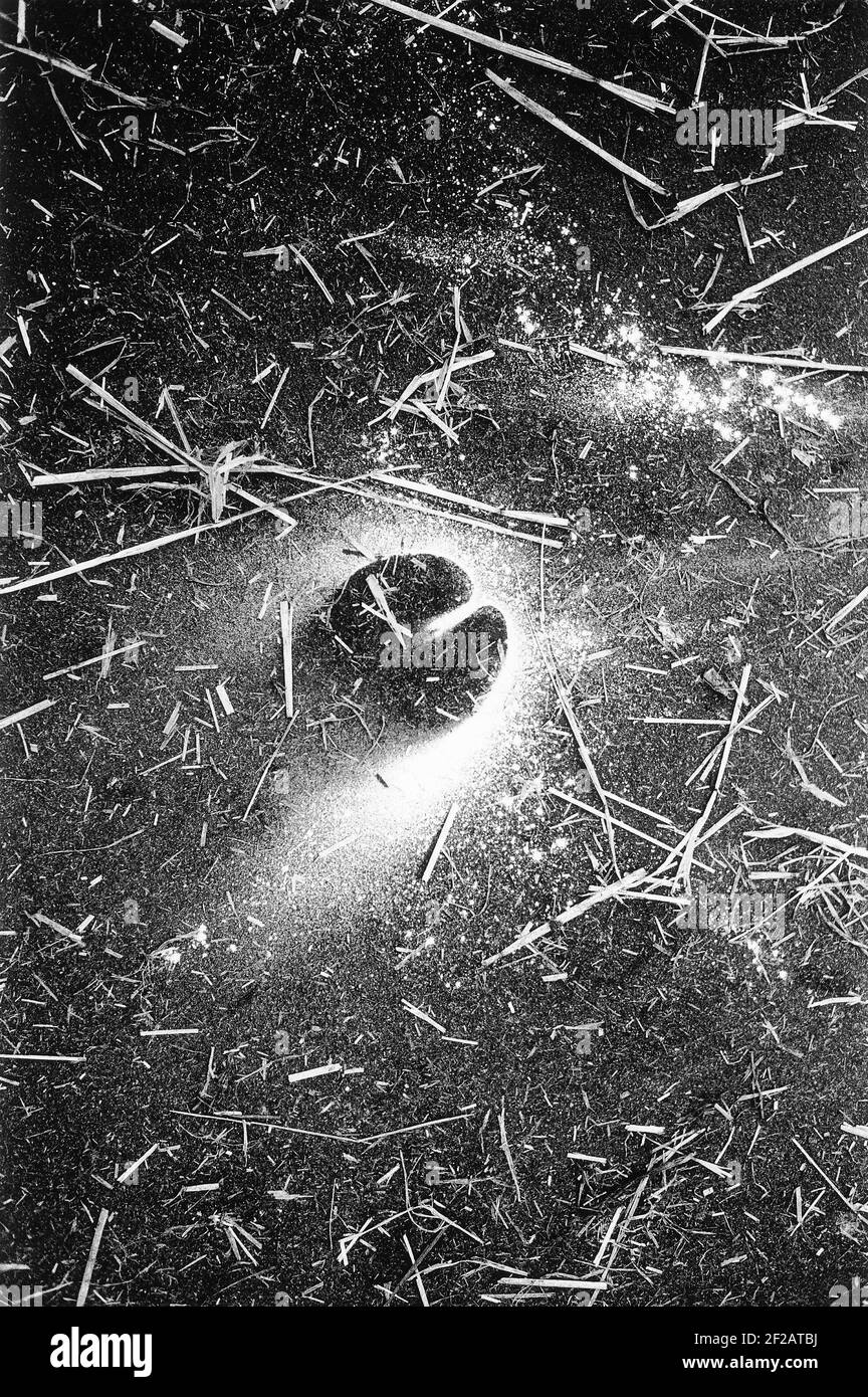 L'empreinte d'un Charolais encadré dans la poudre de craie utilisée pour blanchir l'animal avant d'être exposé dans l'anneau au Royal Show à Stoneleigh dans le Warwickshire. Banque D'Images