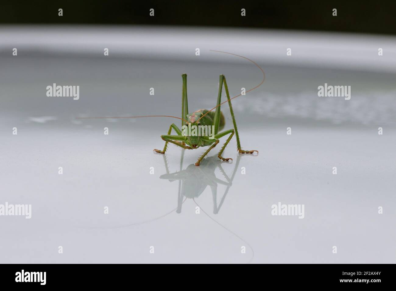 Un Grasshopper géant vert sur une surface argentée réfléchissante par temps venteux, détails rapprochés, rectangulaire Banque D'Images