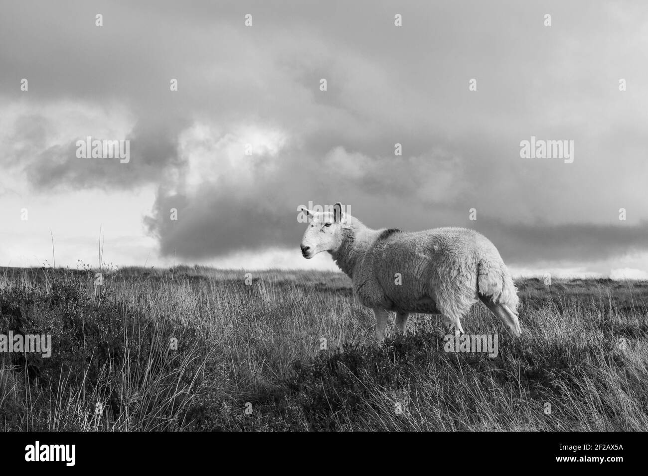Roaming Sheep dans les montagnes de Wicklow, noir nad blanc Banque D'Images