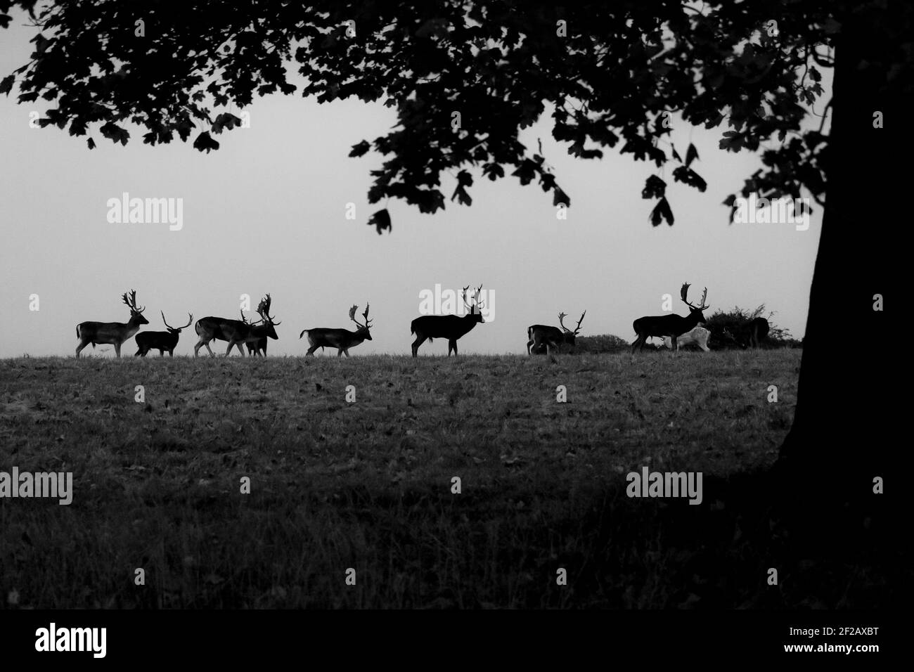 Herd of Deers noir et blanc à Phoenix Park, Dublin, Irlande, parc de la ville, plus grand parc de la ville en Europe, cerf sauvage, silhouette, faune, herbe Banque D'Images