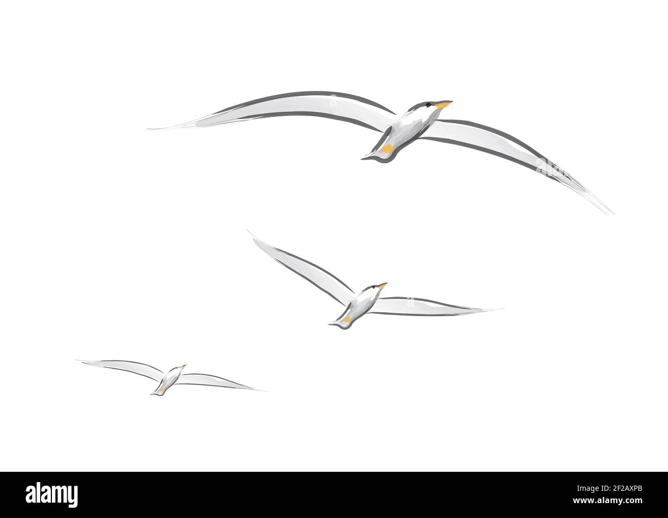 Dessin vectoriel de mouettes volantes avec ailes étalées Banque D'Images