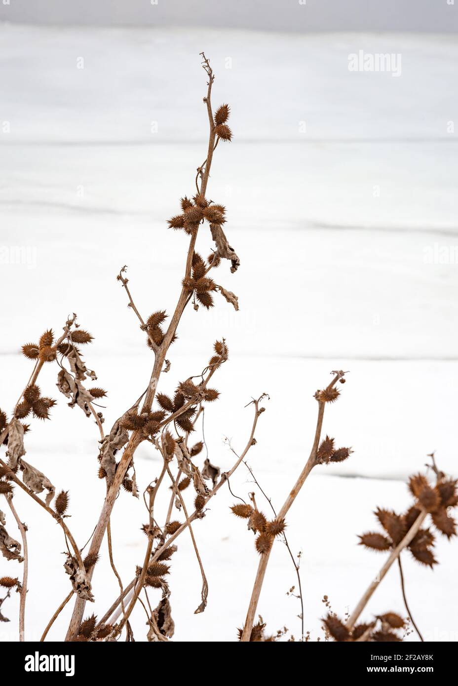 Gros plan de thistles secs, près du Dniepr gelé à Kiev, Ukraine. L'eau est couverte de glace et de neige pendant la saison froide de l'hiver Banque D'Images