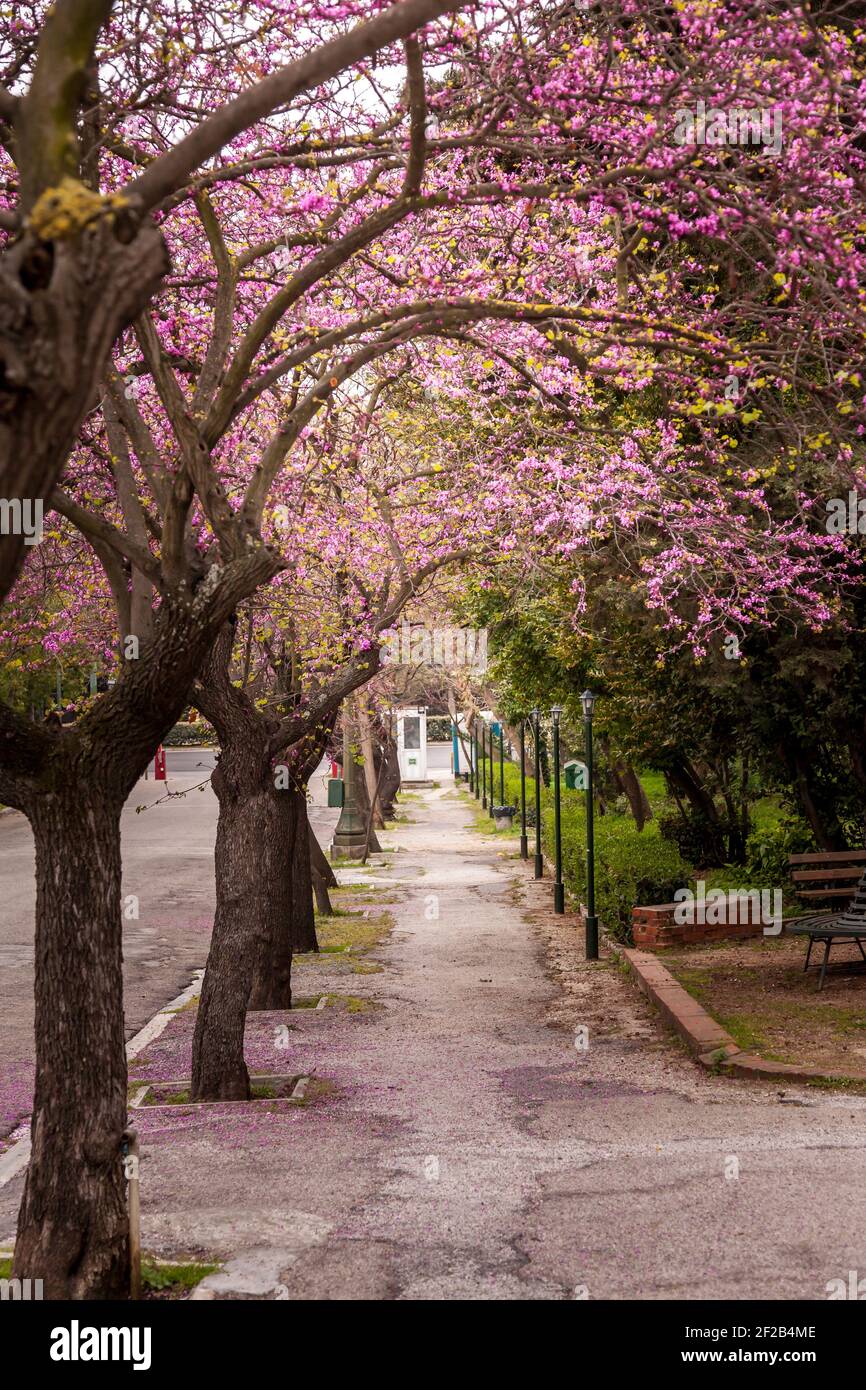 Des arbres fleurirent dans le centre-ville d'Athènes, en Grèce, au printemps. Banque D'Images