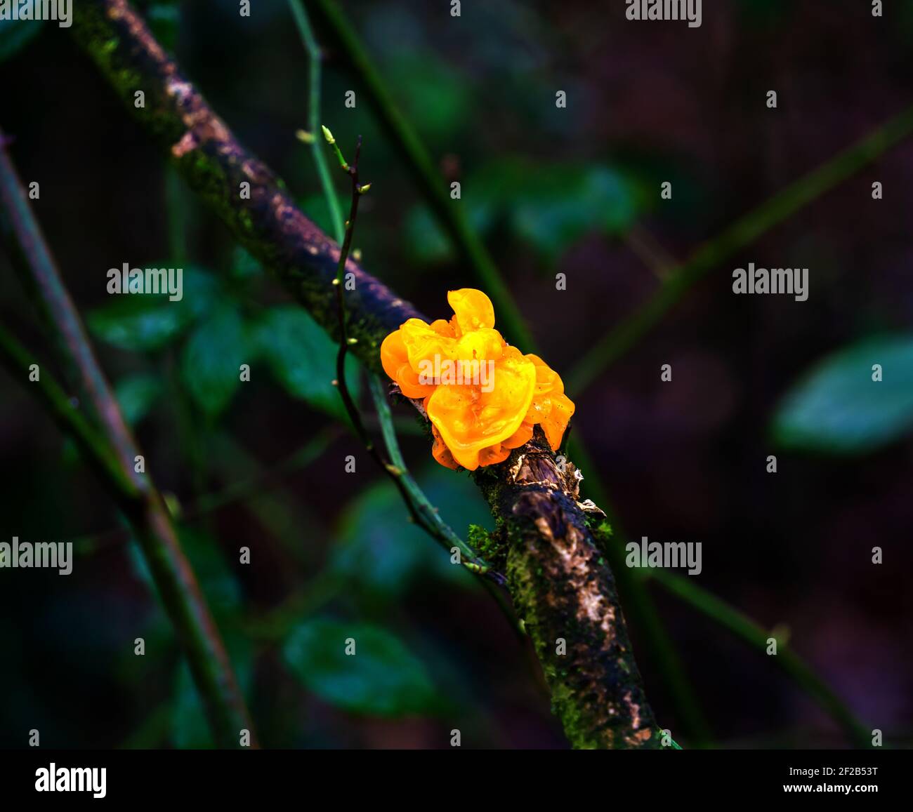 Gros plan du champignon jaune trembler (Tremella mesenterica) Banque D'Images