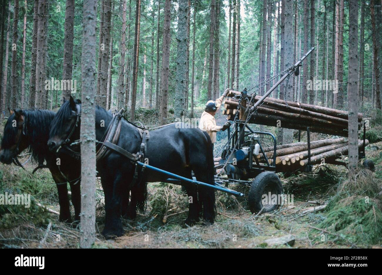 Travailler dans la forêt dans les années 1970. Un homme travaille dans sa forêt et coupe des arbres pour les transporter sur un avec son cheval à sa maison ou à la scierie. Deux chevaux tire le wagon chargé de grumes. La grue est entraînée par un moteur à 2 temps et une pompe hydraulique qui facilite le chargement et le déchargement du bois. Suède 1975 Banque D'Images