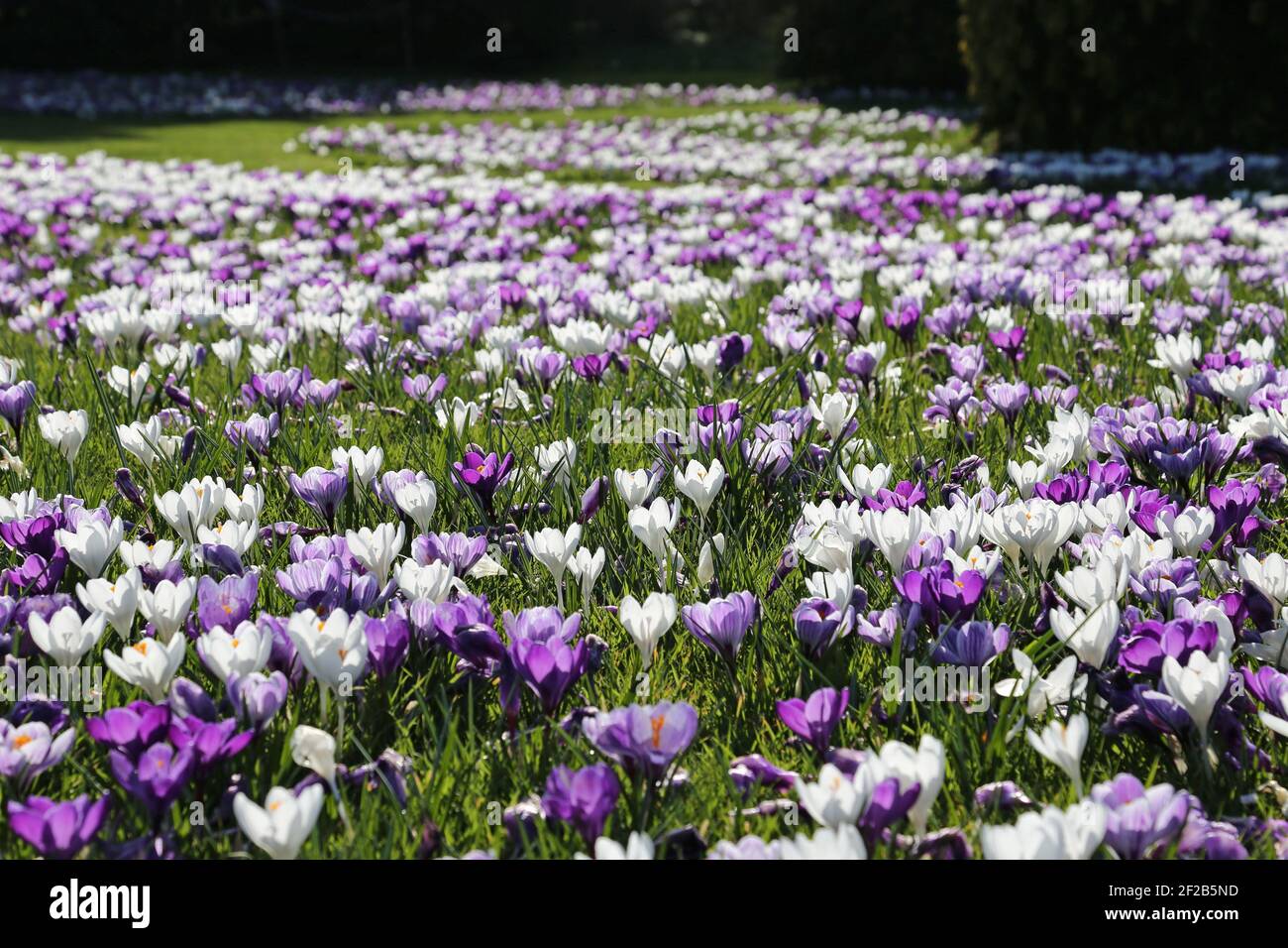 Crocuses «Flower Record» «Pickwick» et «Jeanne d’Arc», Conifer Lawn, RHS Garden Wisley, Woking, Surrey, Angleterre, Grande-Bretagne, Royaume-Uni, Europe Banque D'Images