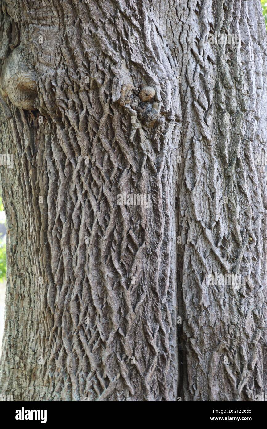 Surmontée d'un tronc d'arbre à motif de ronrements Banque D'Images