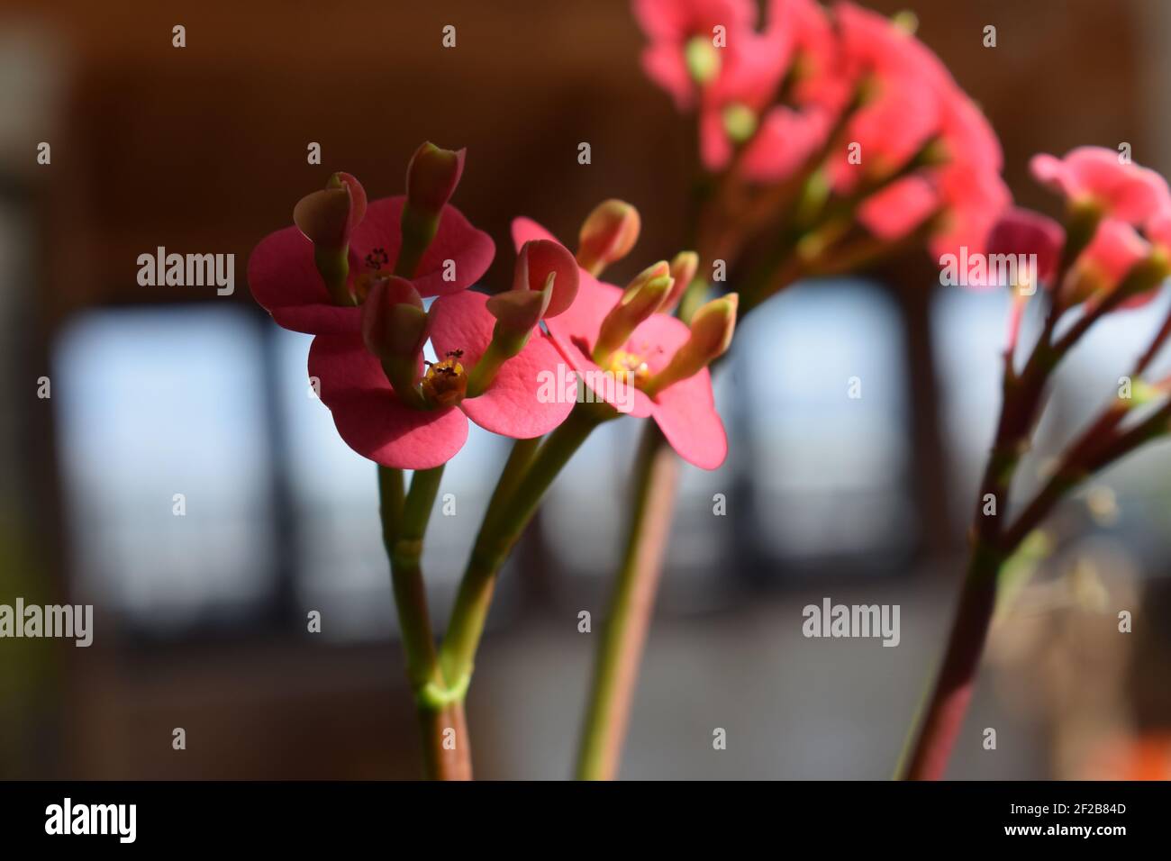 Fleurs de Christthorn Banque D'Images