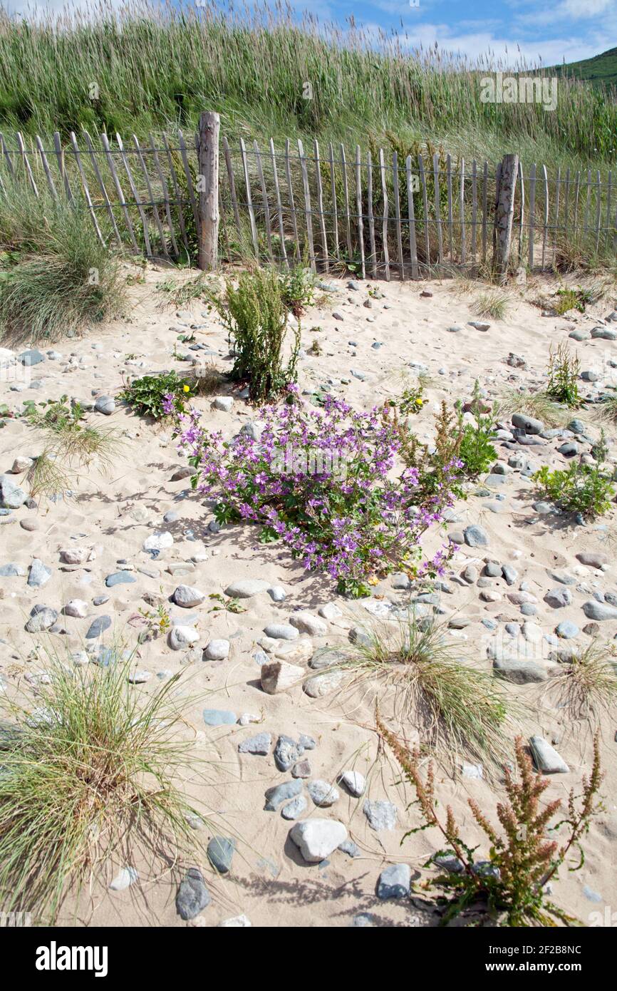 La grande allow pousse sur la plage de Conwy Snowdonia North Pays de Galles Banque D'Images