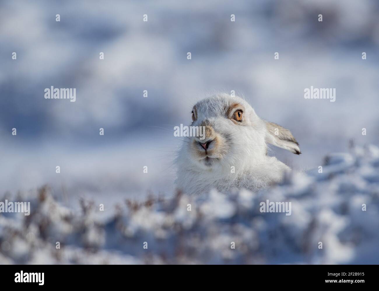 Un lièvre de montagne aux yeux brillants s'est enroulé derrière une banque de Neige - Écosse Banque D'Images