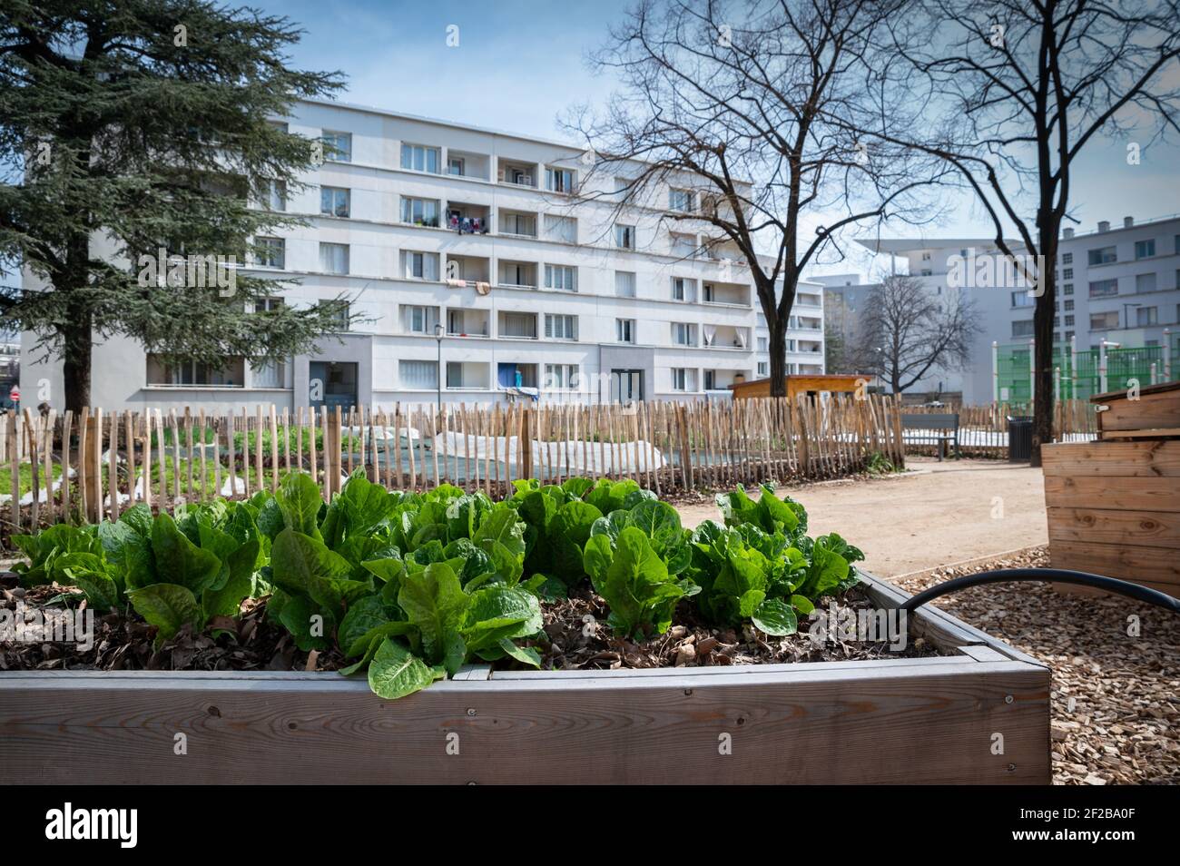 Bac à légumes de jardinage. Jardin de légumes sur la terrasse. Salades croissant dans un conteneur dans un quartier urbain Banque D'Images Bac à légumes de jardinage. Jardin de légumes sur la terrasse. Salades croissant dans un conteneur dans un quartier urbain Banque D'Images