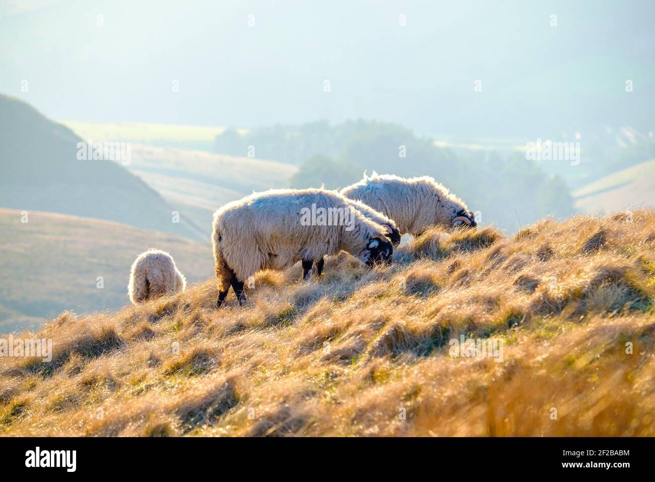 Moutons paître sur une colline dans le Peak District Banque D'Images