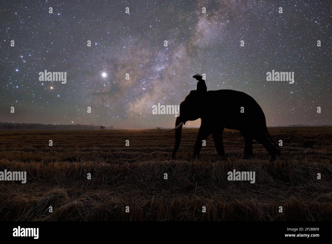 Silhouette d'un mahout à cheval sur un éléphant dans un paysage rural la nuit, Thaïlande Banque D'Images