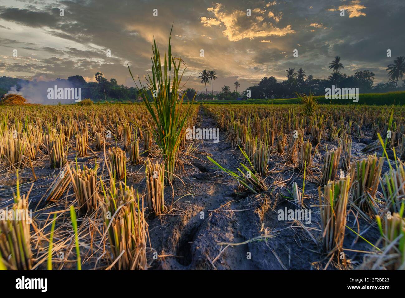 Plants de riz dans un champ de paddy après la récolte, Sumbawa, Nusa Tenggara Ouest, Indonésie Banque D'Images