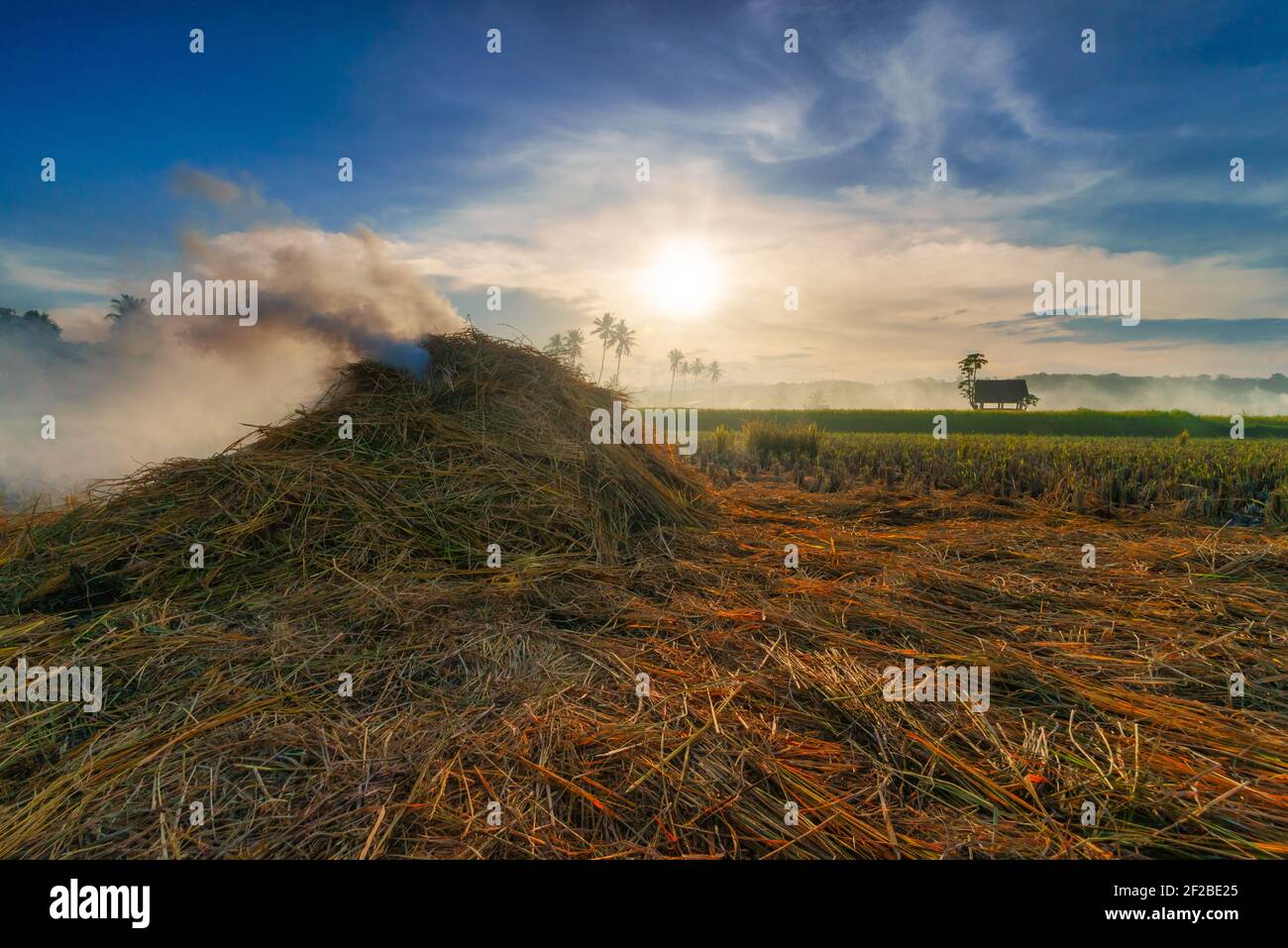 Feu de joie dans un champ de paddy après la récolte, Sumbawa, Nusa Tenggara Ouest, Indonésie Banque D'Images