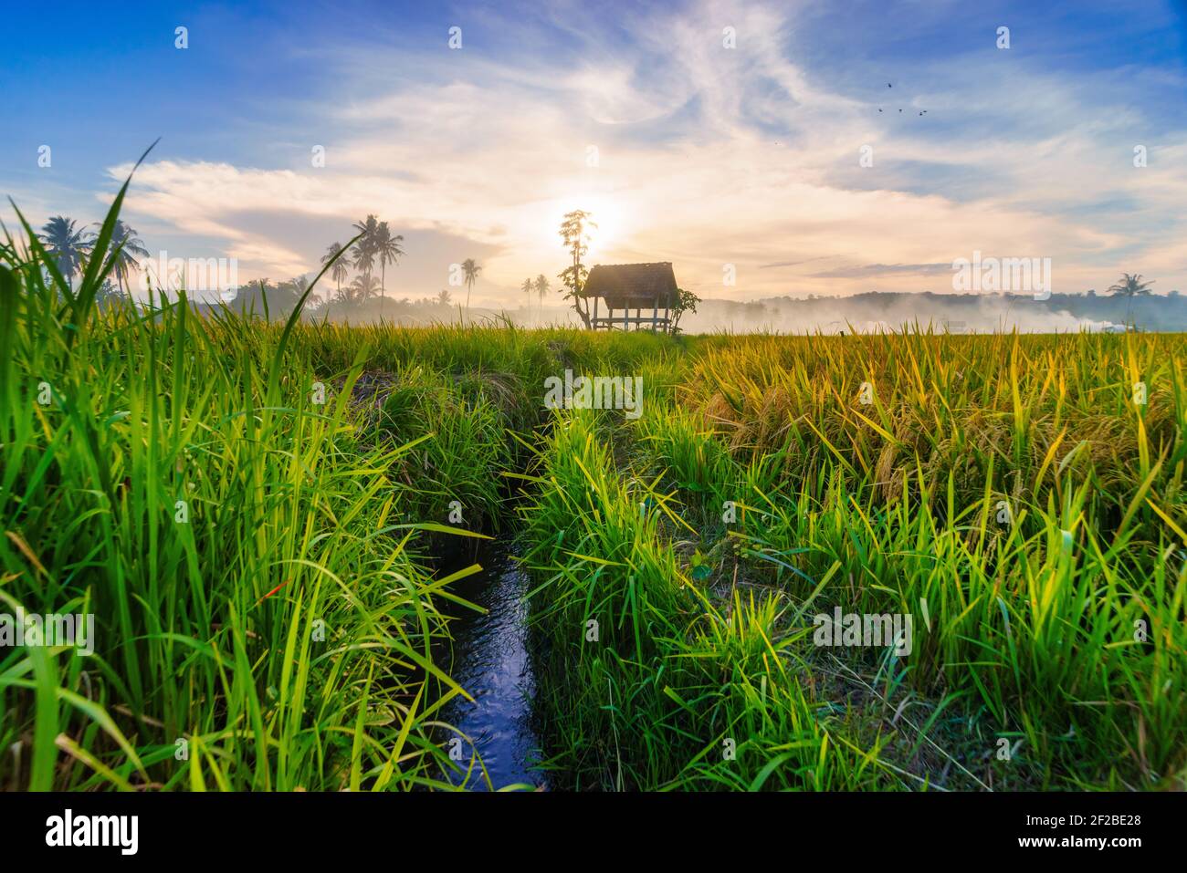 Hutte dans un rizières, Sumbawa, Nusa Tenggara Ouest, Indonésie Banque D'Images