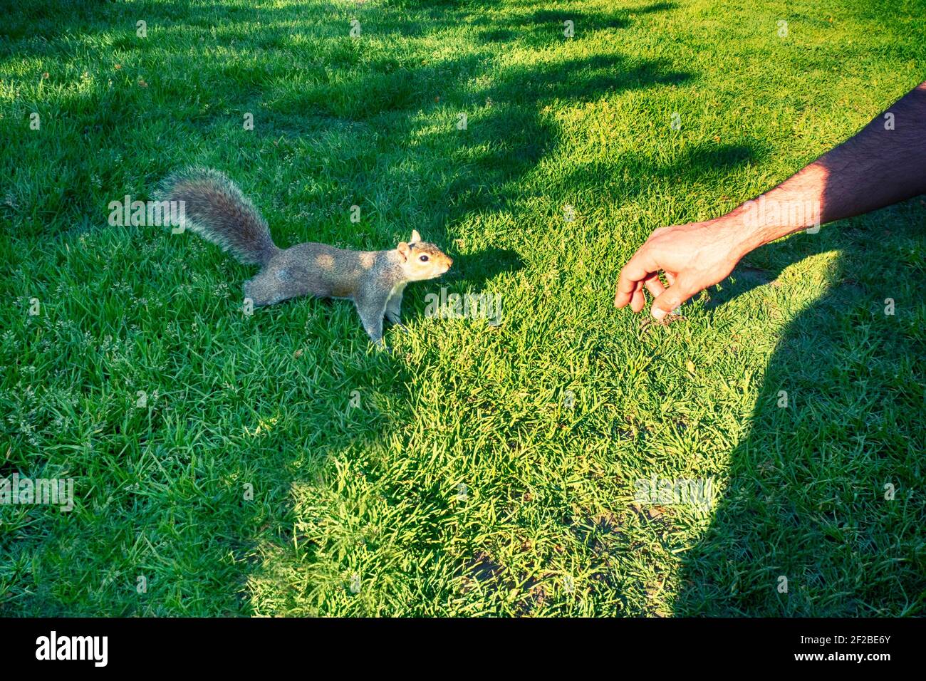 Homme étirant sa main à un écureuil dans le parc, Italie Banque D'Images