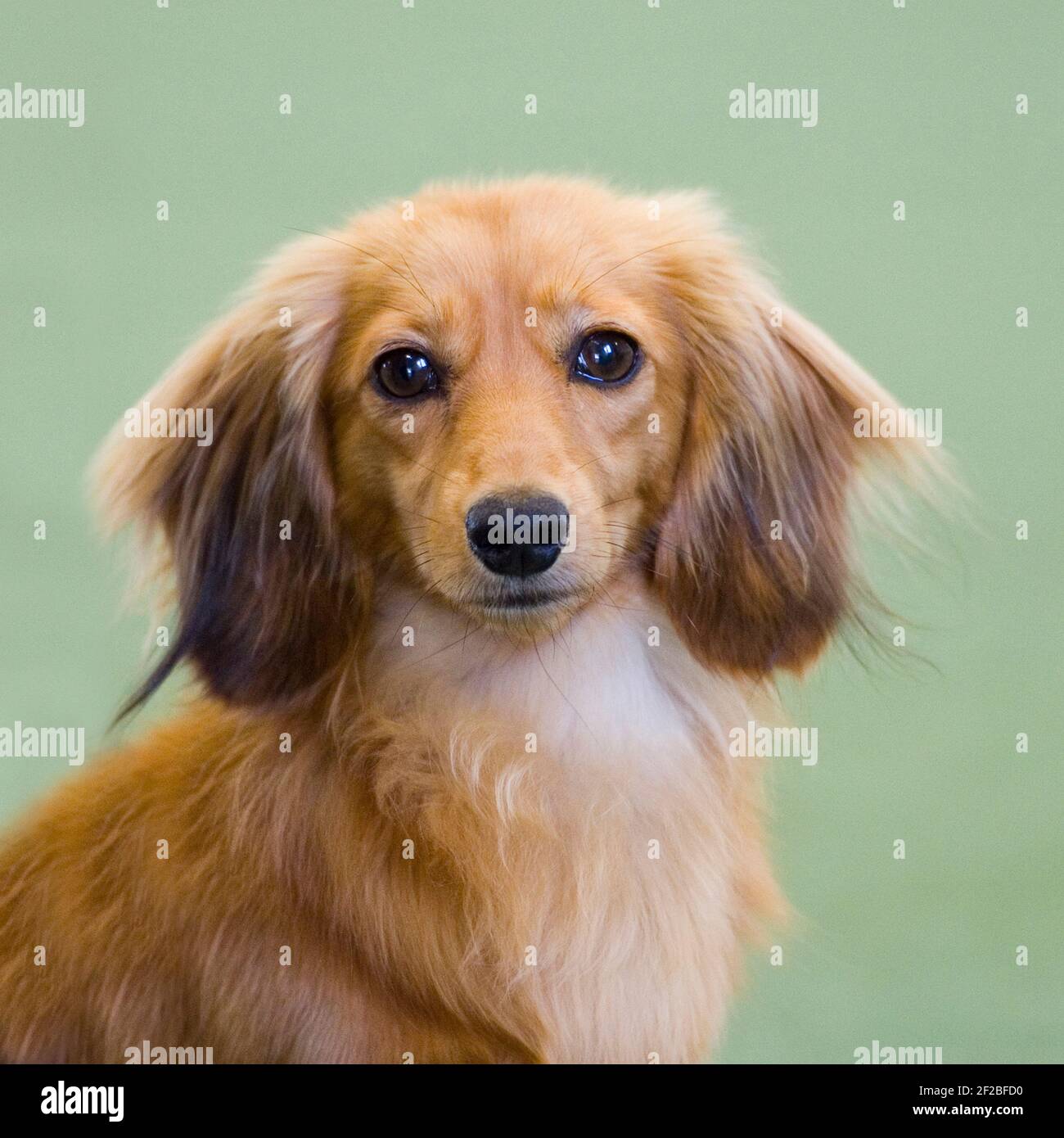 Dachshund miniature à poil long Banque D'Images