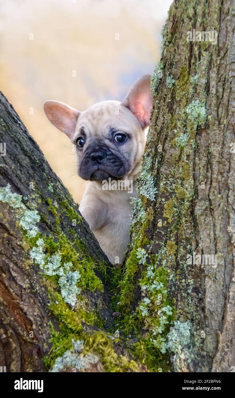 Mignon petit chien de taureaux français, femelle de huit semaines fauve de couleur, regarde à travers une fourchette de branche recouverte de mousse Banque D'Images
