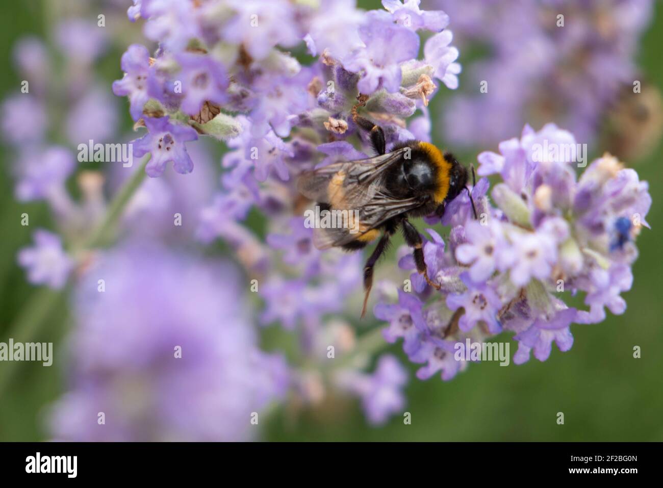 Un insecte en activité équilibre entre deux tiges avec de la lavande odorante. Banque D'Images