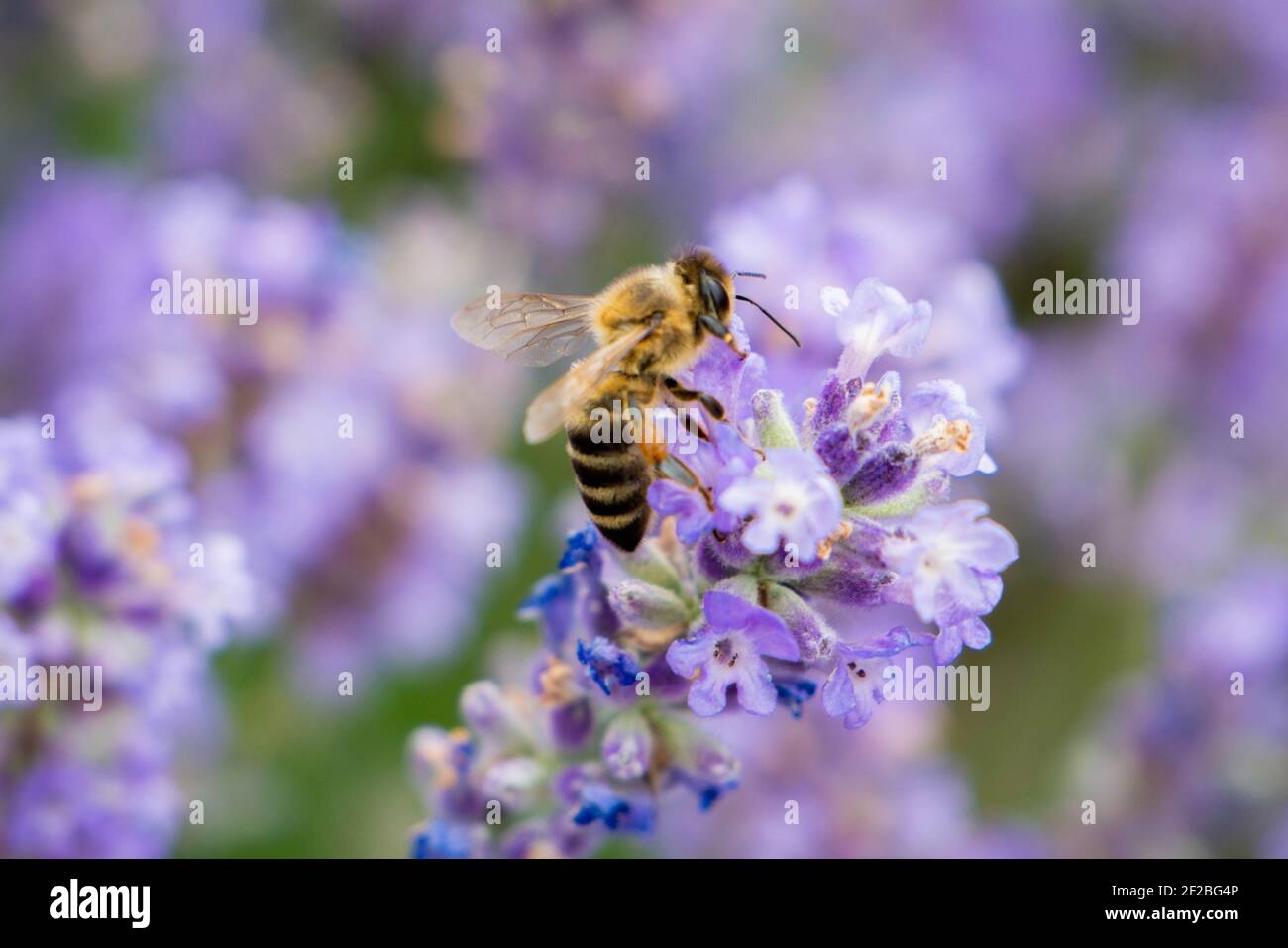 L'abeille rayée a atterri et se repose sur une fleur de lavande. Recueille le nectar. Sur les pattes sont le pollen. Gros plan. Banque D'Images
