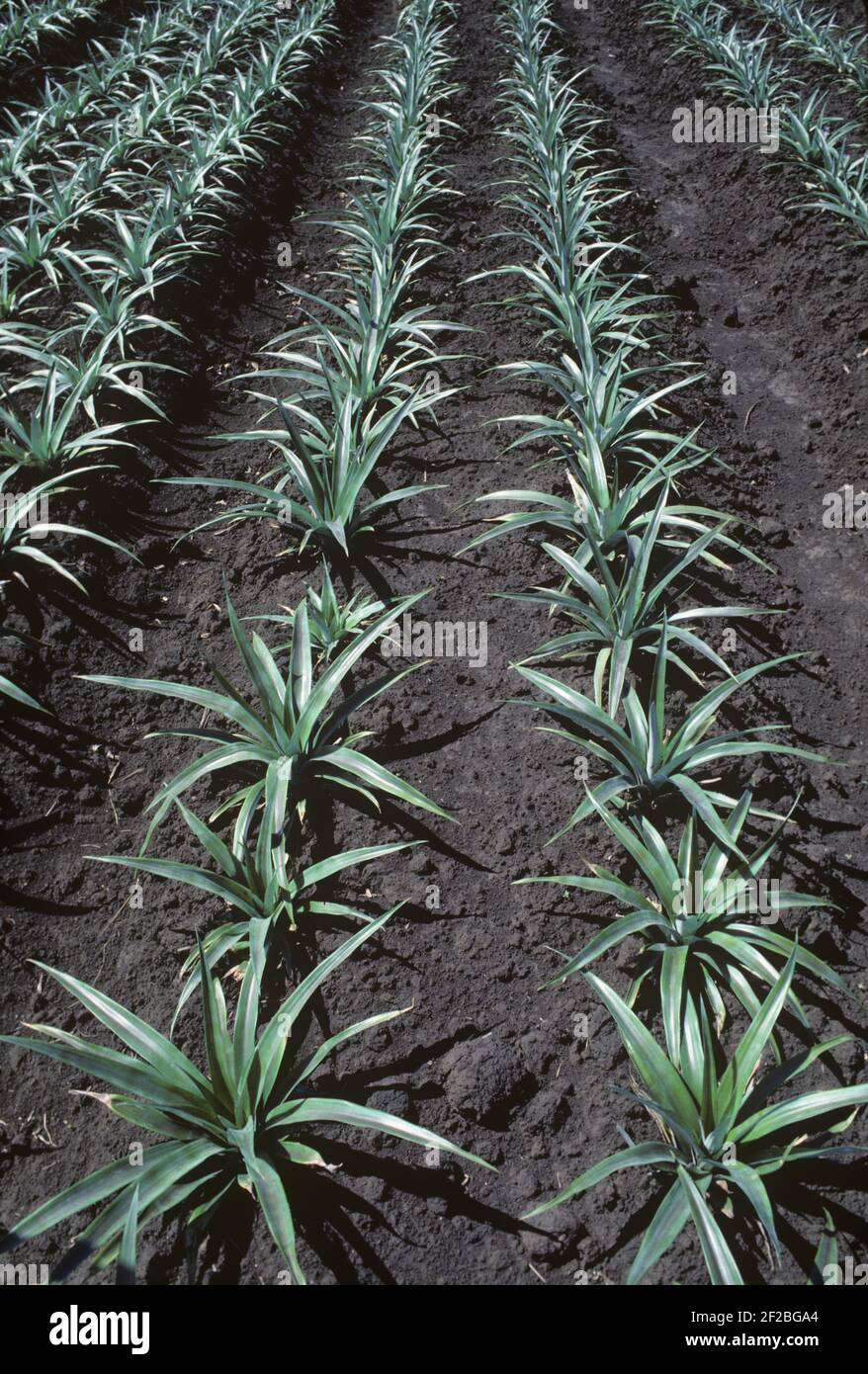 Rangées de jeunes plants d'ananas dans une culture en sol sombre, Eastern Cape, East London, Afrique du Sud, février Banque D'Images