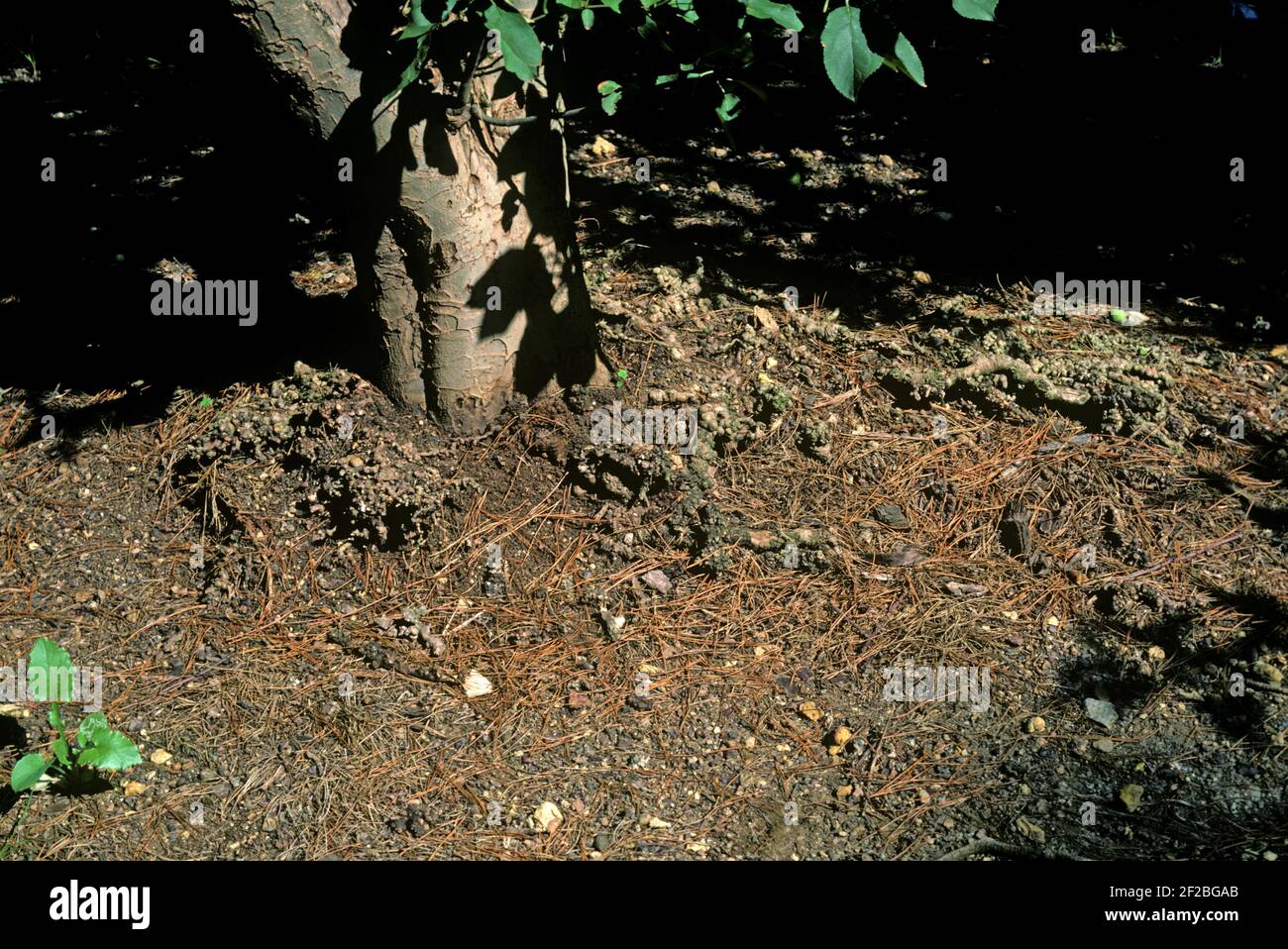 Dommages, nodules, formés et causés par des pucerons laineux (Eriosoma lanigerum) se nourrissant des racines et des pommiers, en Afrique du Sud Banque D'Images