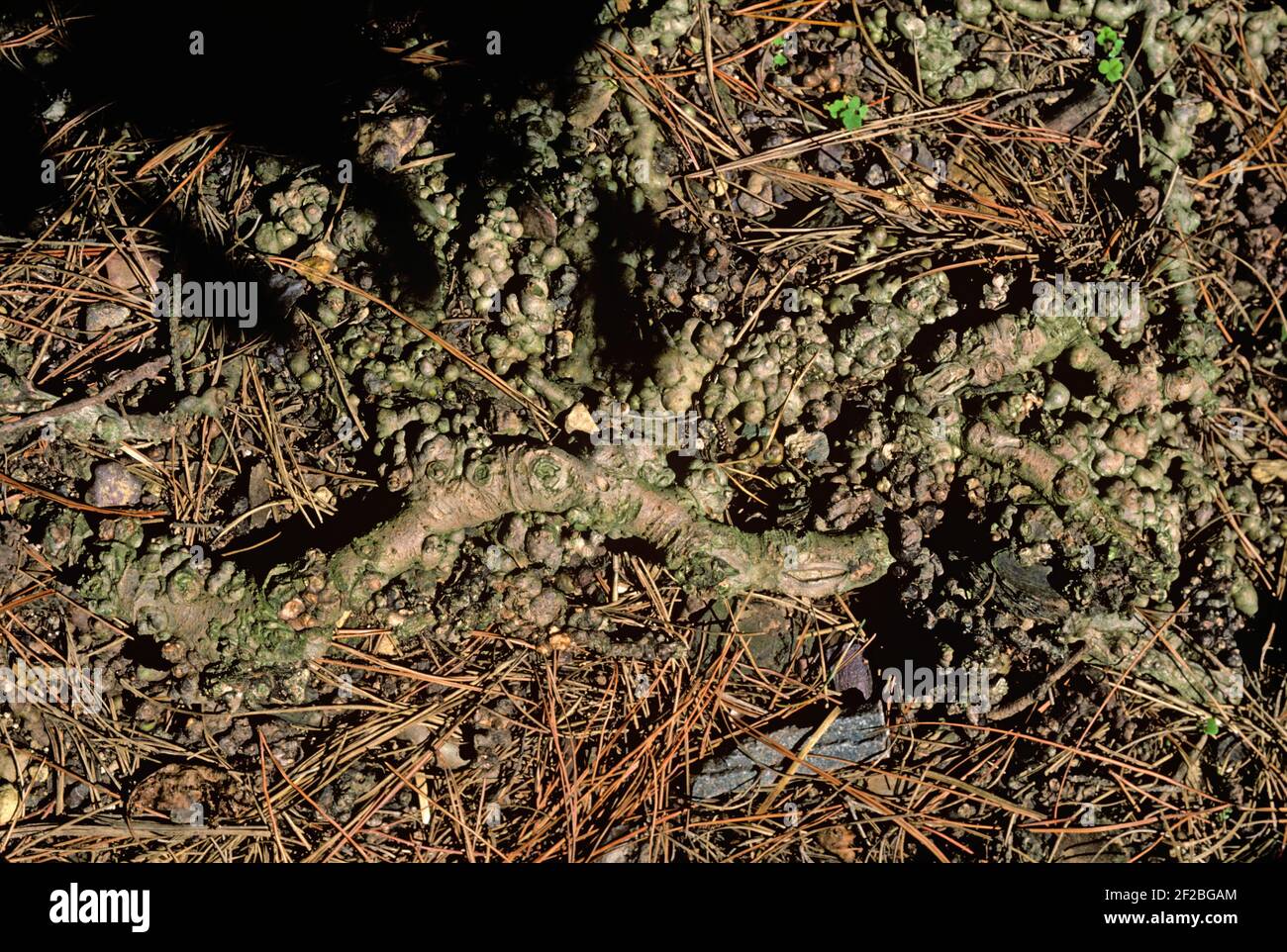 Dommages, nodules, formés et causés par des pucerons laineux (Eriosoma lanigerum) se nourrissant des racines et des pommiers, en Afrique du Sud Banque D'Images