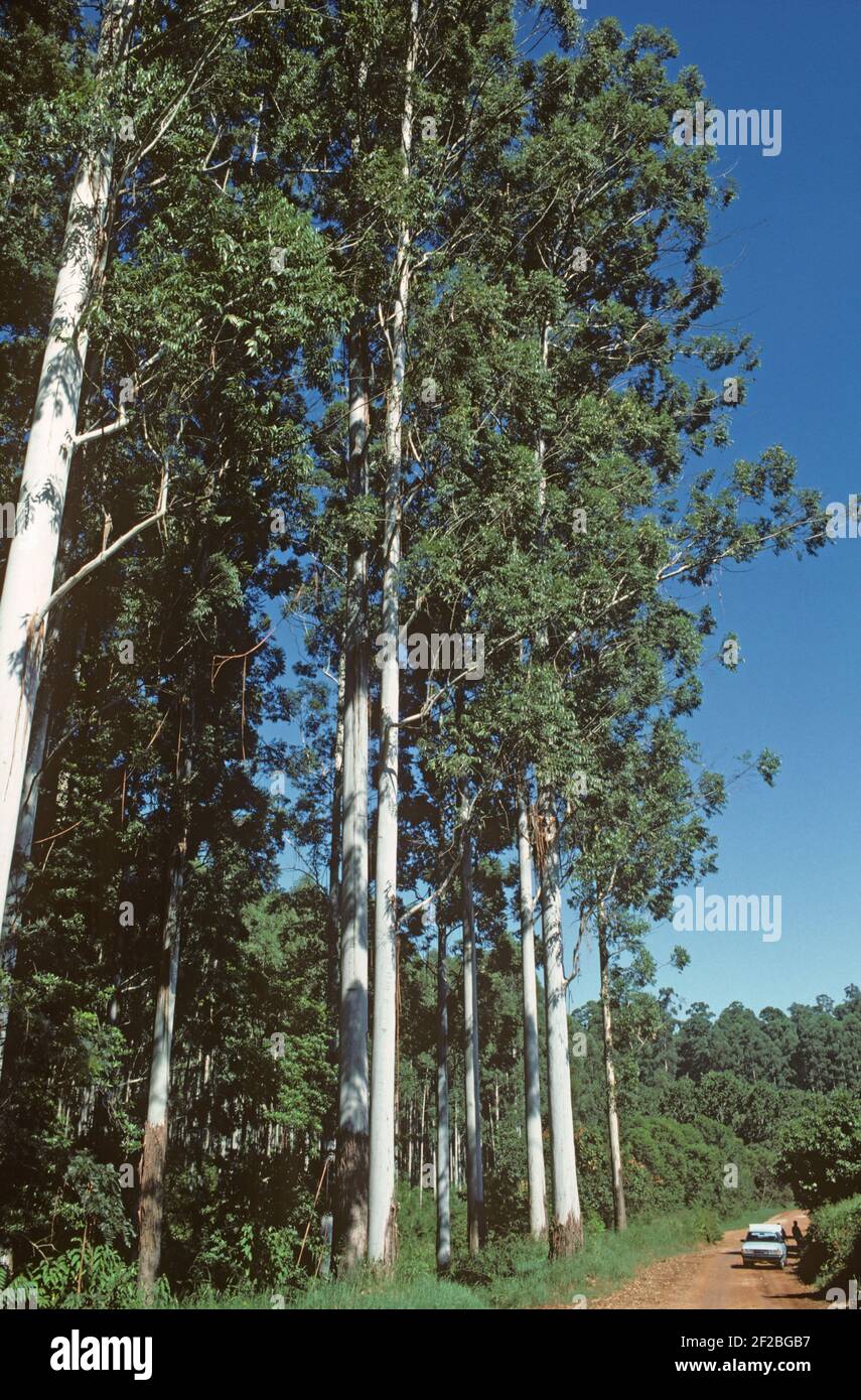 Gomme de rose de 30 mètres de haut ou gommes inondées (Eucalyptus grandis) dans une plantation forestière à Transvaal, Afrique du Sud, février Banque D'Images