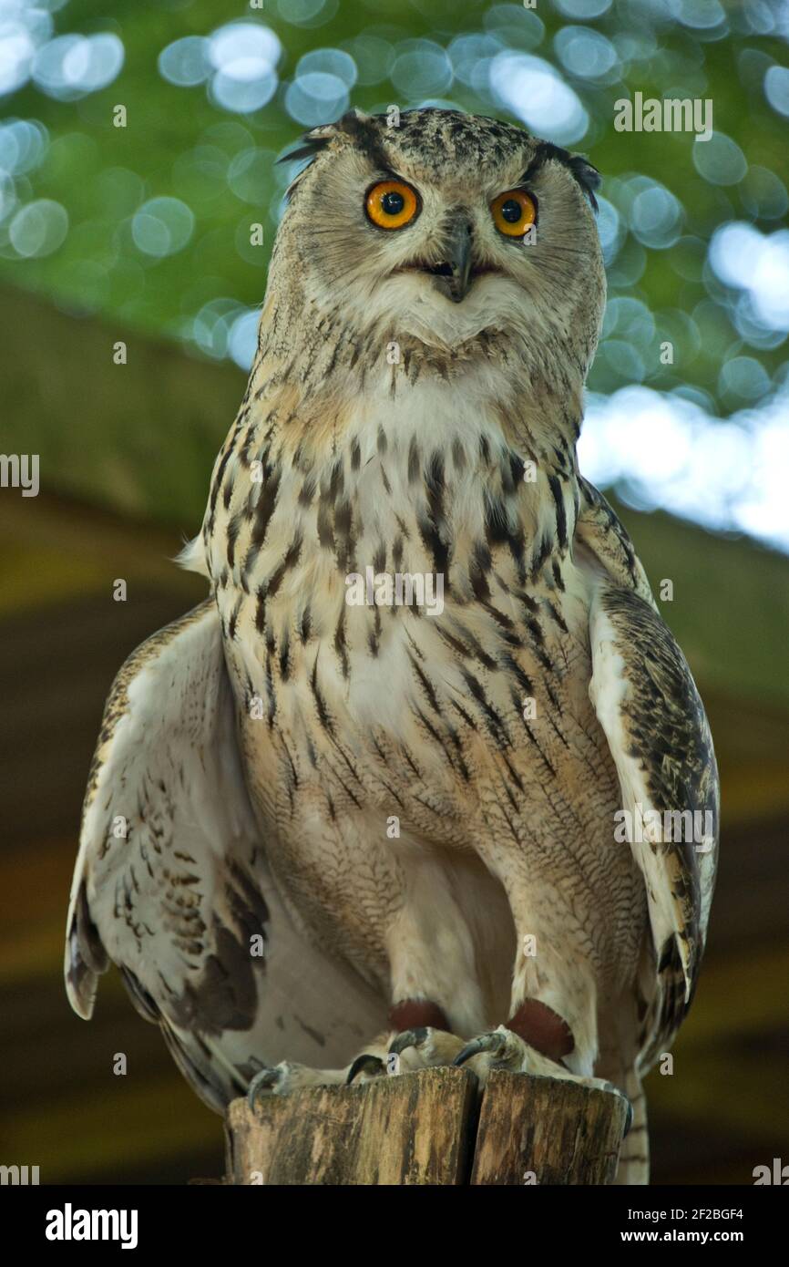 Une hibou eurasien captive (Bubo bubo) sur un poteau en bois lors d'une exposition au Hawk Conservancy Trust à Weyhill, Hampshire, août Banque D'Images