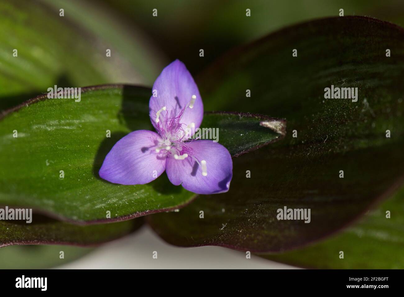 Espiderwort ou juif errant (Tradescantia sp.) fleur bleue individuelle et plante intérieure ornementale Banque D'Images