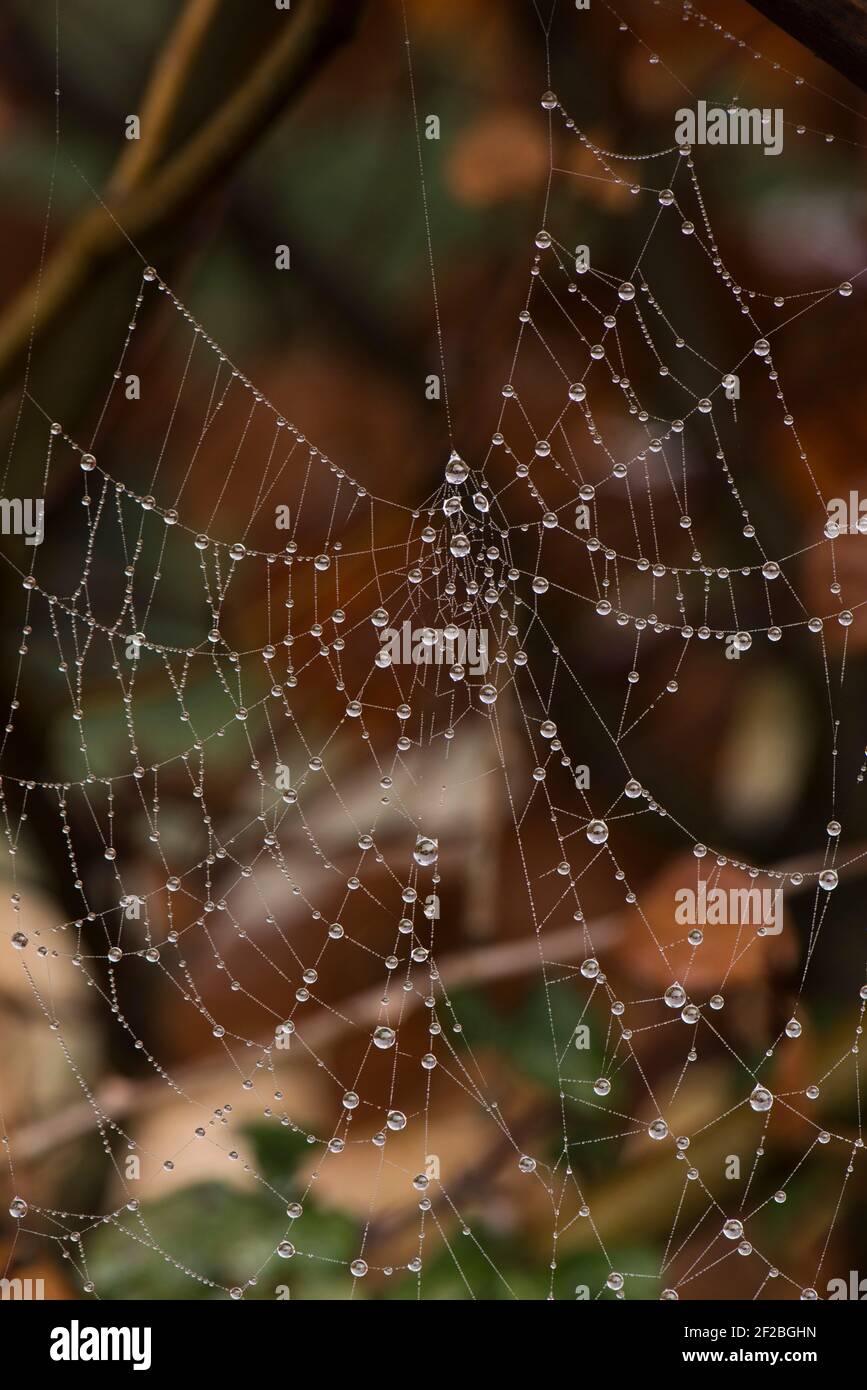 Gouttelettes projetées par une brume matinale sur les fils de perssamers délicats d'une toile d'araignée en toile d'orbe, Berkshire, février Banque D'Images
