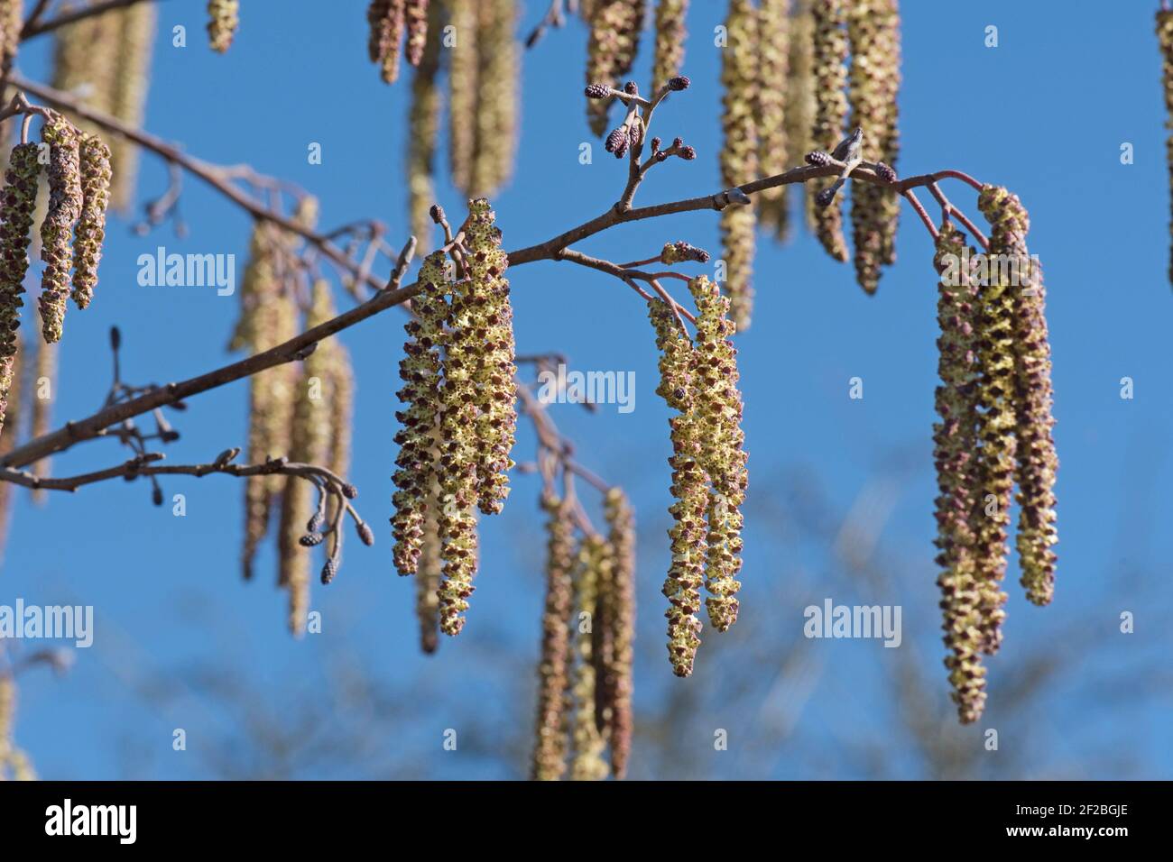 Aulne (Alnus glutinosa) chatons mâles à ailes violettes non ouverts avec des chatons femelles plus petits contre un ciel bleu à la fin de l'hiver, mars Banque D'Images