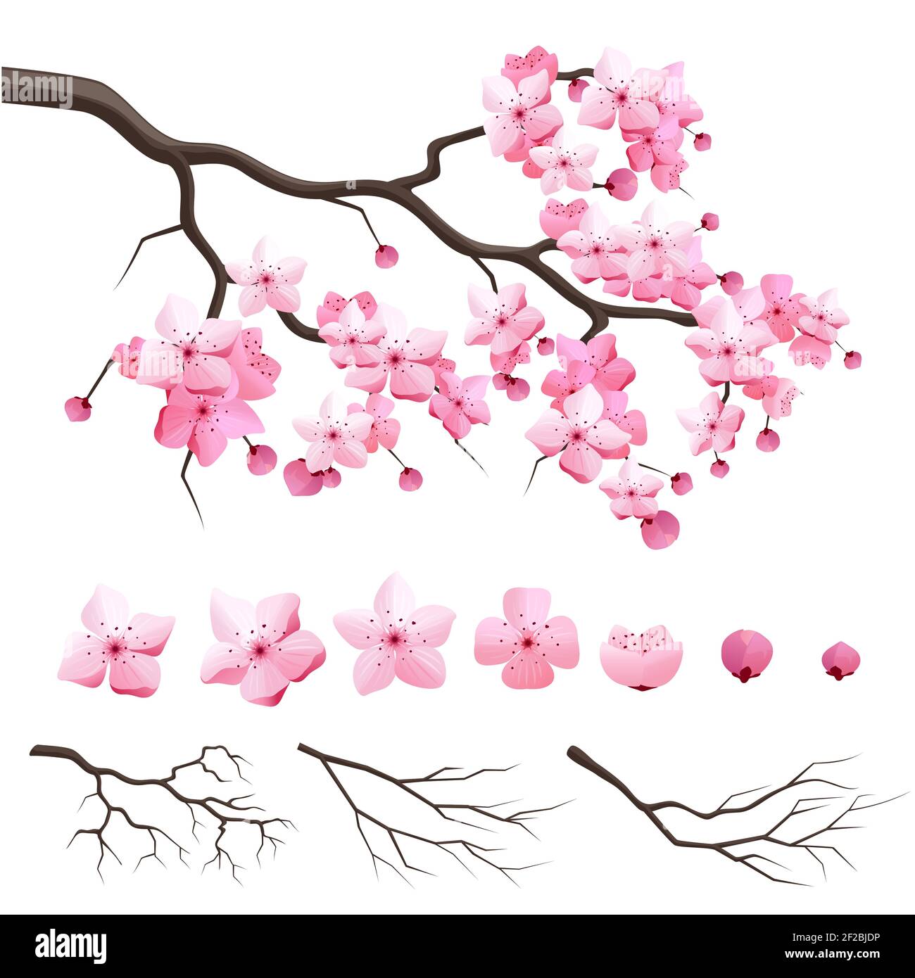 Vector japan sakura branche de cerise avec fleurs en fleurs. Constructeur de conception avec branche de cerisier en fleur Illustration de Vecteur