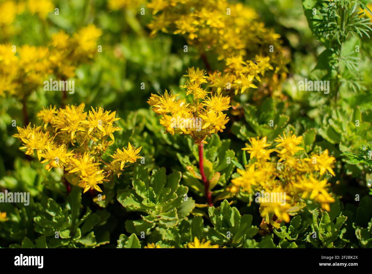 Une fleur jaune avec des feuilles vertes. Perforez le millepertuis. Banque D'Images