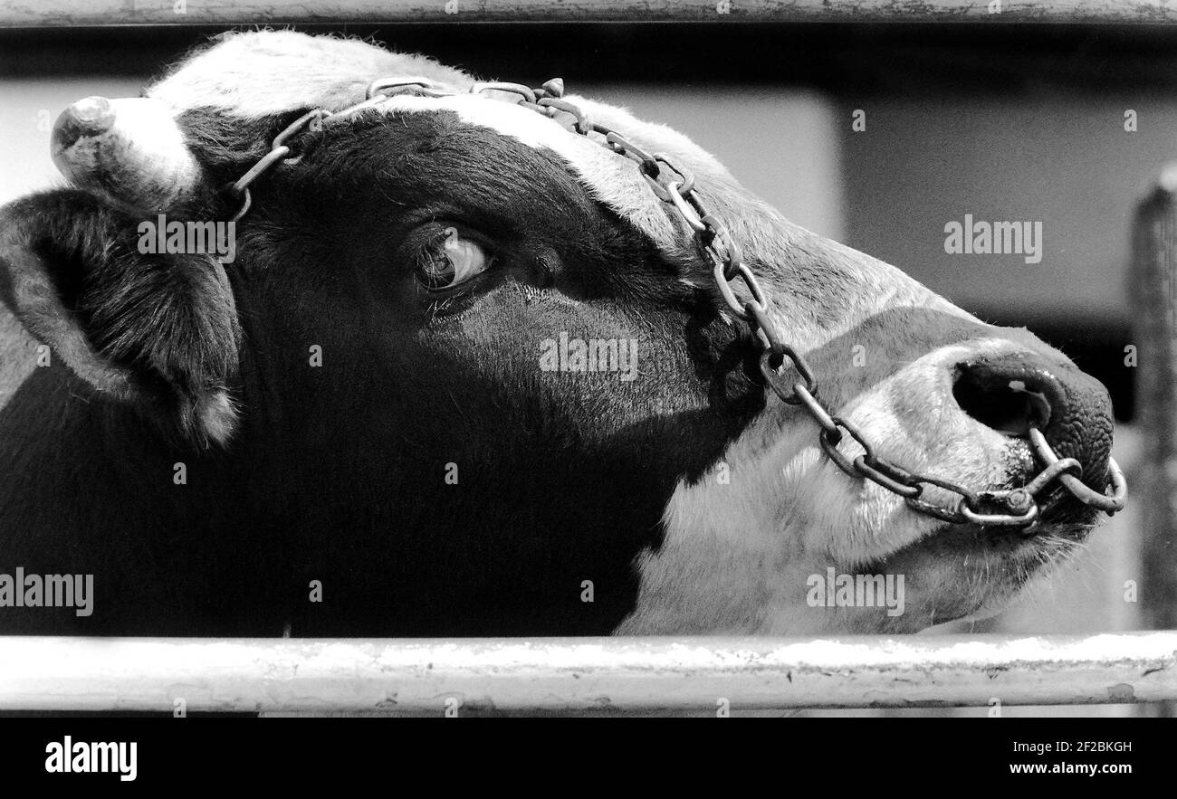 Somerset Cattle Breeding Centre Cowsdbase Banque D'Images