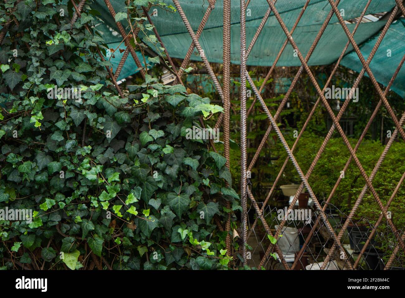 La porte fermée dans une serre décrépite a été à moitié tressée par l'ivy. Arbres à vendre visibles à travers les portes de renforcement Banque D'Images