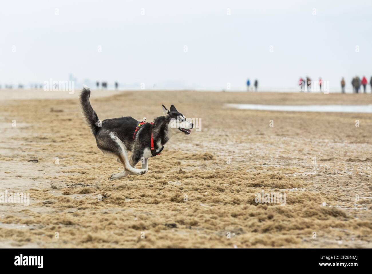 Magnifique jeune husky sibérien qui court sur la plage avec des éclaboussures le sable et la langue pendent de la bouche semble avec gai yeux bleu vif Banque D'Images