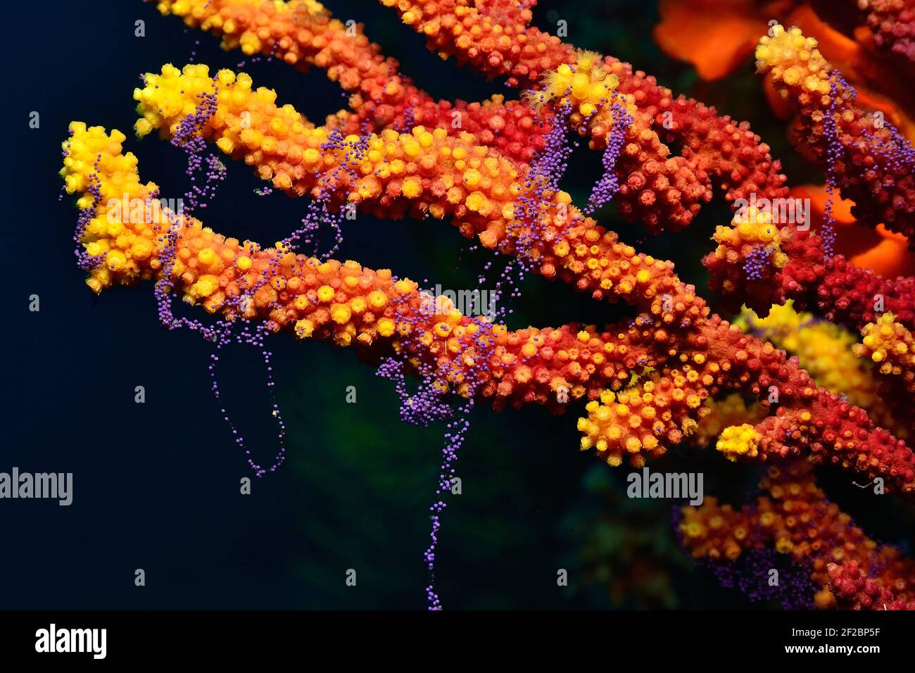 Paramuricea clavata, frai de whip de mer en pleine culture, Farbwechselnde Gorgonie beim Ablaichen, Tamariu, Costa Brava, Espagne, Mer méditerranée Banque D'Images