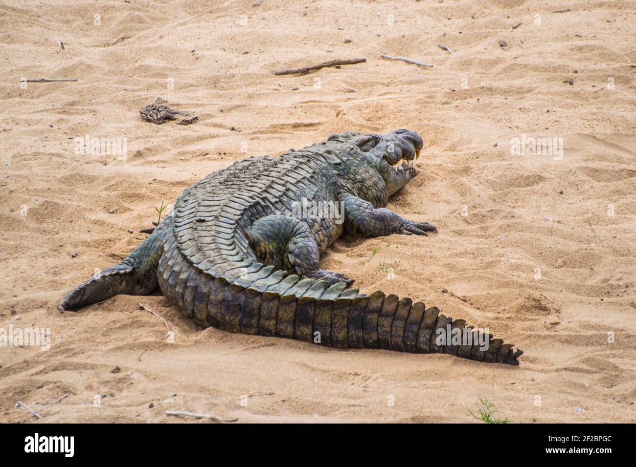 Grand crocodile du Nil dans un lit de rivière au parc national Kruger, Afrique du Sud. Février 2016 Banque D'Images