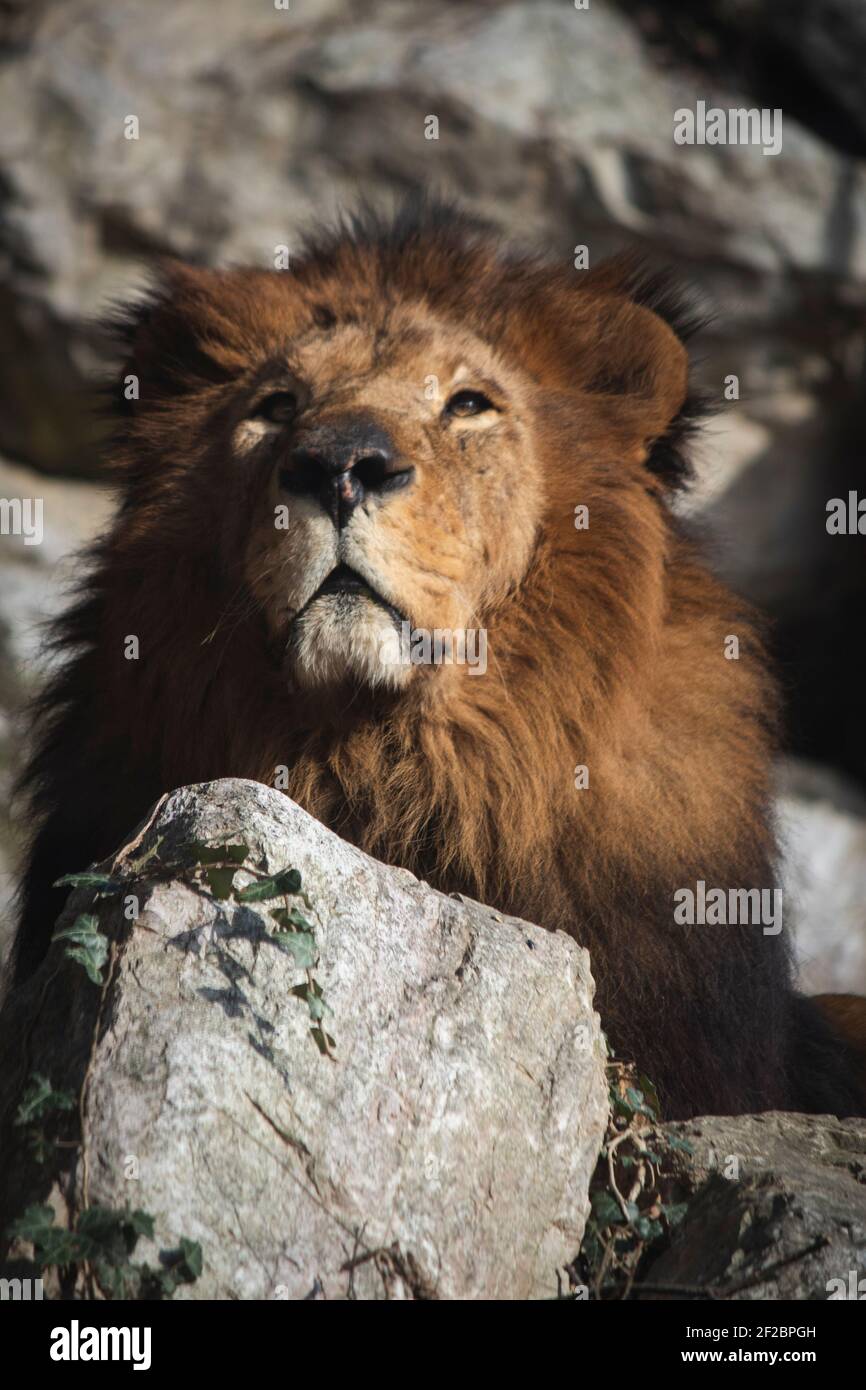 Un lion, roi de la forêt, photo prise au zoo Cornelle près de Bergame, Italie. Banque D'Images