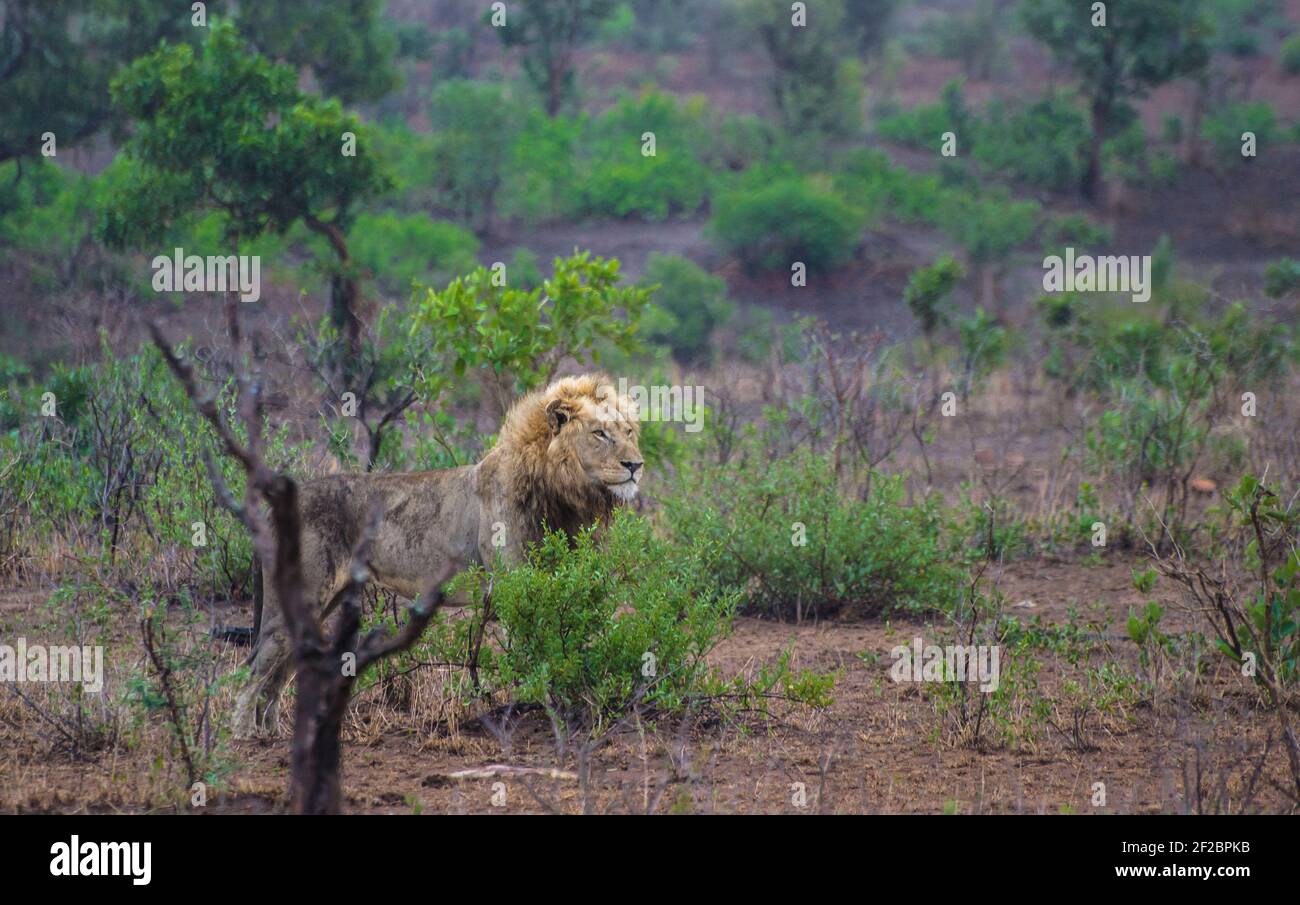 Lion masculin dans la brousse du parc national Kruger, Afrique du Sud. Février 2016. Banque D'Images