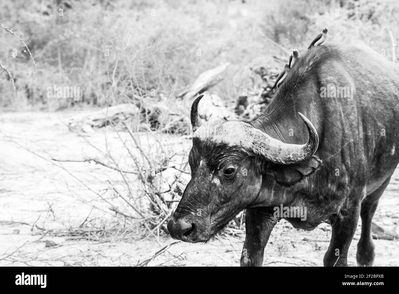 Le Cap Buffalo est affamé pendant une sécheresse dans le parc national Kruger, en Afrique du Sud. Février 2016. Banque D'Images