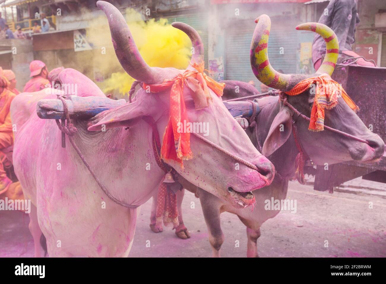 Inde, Mathura - vaches couvertes de poudre colorée dans la procession Holi à Mathura. Banque D'Images