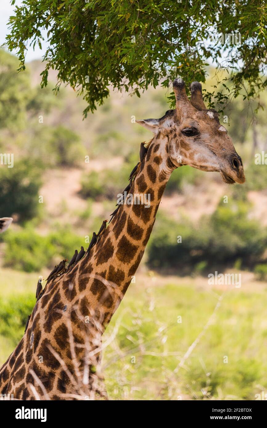 Girafe couverte d'oxpeckers dans le parc national Kruger, Afrique du Sud. Décembre 2020 Banque D'Images
