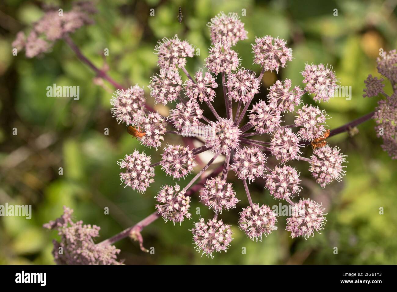 Angelica (Angelica sylvestris). Sussex, Royaume-Uni. Banque D'Images